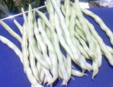 河南焦作现在白芸豆开始上市 欢迎来采购