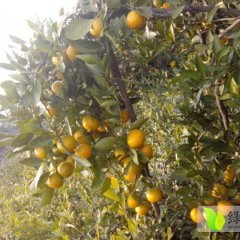 大量供应宜昌蜜桔