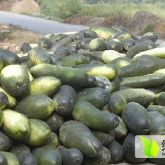 我处大量供应黑皮冬瓜 面积大 质量好