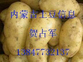 乌审旗河南贺占军9月荷兰十五土豆