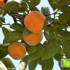 临猗孙吉王海英9月胎里红柿子