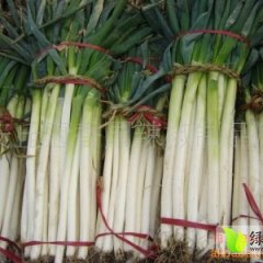 山东安丘铁杆大葱