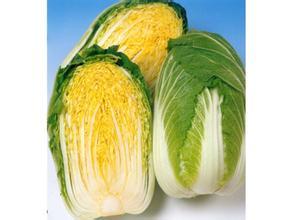 2014年辽宁凌海秋宝黄心菜价格