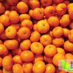 大量供应和代购南丰蜜桔（价格有看点）