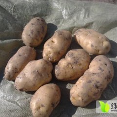 牙克石土豆假一赔十,免渡韩先生诚信合作