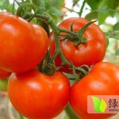 山东莘县河店大红厚皮西红柿