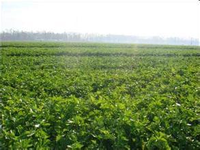 山东禹城美国西芹芹菜名优产品