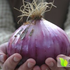 定州城南北平谷王永杰