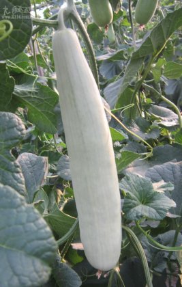 2014年山东寿光绿宝，羊角蜜价格
