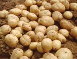 围场克新一号土豆大量供应，欢迎前来选购