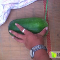 铜山黄集节瓜美味可口 入口即化 健康蔬菜