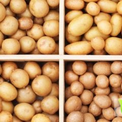 脱毒微型薯出土 欢迎前来洽谈订购