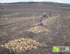 吉林扶余延薯四号大量上市 货源充足