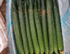 莘县黄瓜著名品种,燕店闫风雷诚信合作