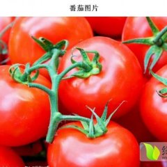 通许西红柿已大量上市 果实成色好 货源充足