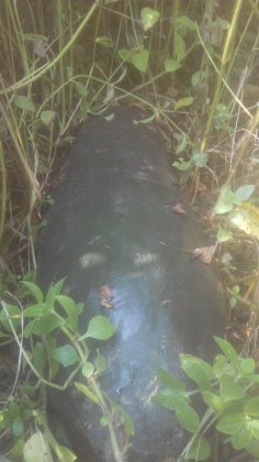 罗定冬瓜长势旺盛,唐屋唐龙诚信合作