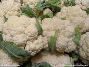 山东东昌府津雪88菜花香甜可口