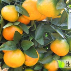寻乌柑橘果型好 质脆化渣 清香无核