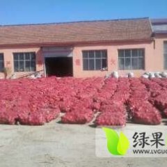 山东惠民红皮洋葱：姜楼镇齐兆新
