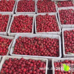 2016绛县山楂走过路过不要错过