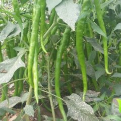 2014华县辣椒价格波动不大