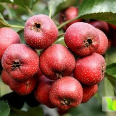 绛县山楂早买早赚,绛县任建设诚信合作