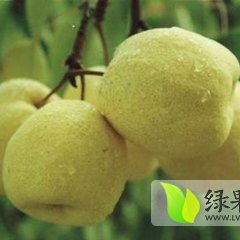 大荔梨名扬天下,范家军超诚信合作