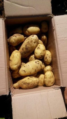 河北围场夏波蒂土豆早买早赚