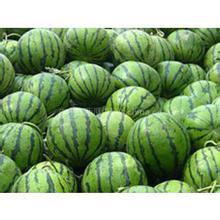 内蒙古西瓜品种繁多 欢迎来洽谈选购