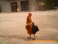 湖南辰溪土鸡长势旺盛