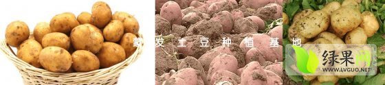 集宁土豆薯形完美 颜色正 个头大