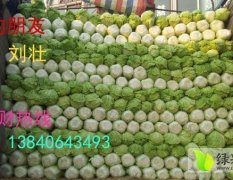 锦州黄心白菜 无病虫害 耐运输