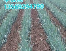 新野大葱外型粗壮 口感香脆 肉质鲜嫩