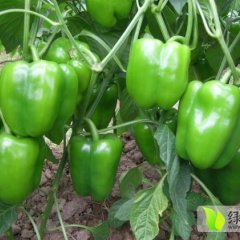 乐亭县青椒大量上市 价格便宜 供货量大