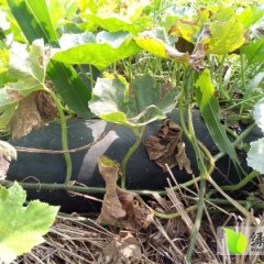 通许冬瓜已大量上市 品质好 价格实惠