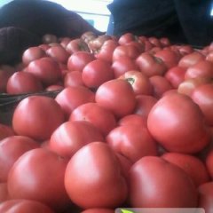 大量供应硬粉，刚刚上市质量最好