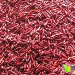 通许辣椒种植面积大 品种齐全 物美价廉