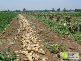本地出产大量土豆 价格便宜 货源多