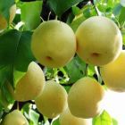 陕西大荔酥个头大 颜色好 口感好