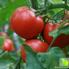 安丘反季西红柿已经上市，粉色面果，口感好