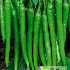 大荔辣椒产量高 质量优 绿色无公害