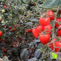 大量出售樱桃西红柿 货源充足 欢迎来选购