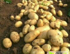 扶余土豆已大量上市 种植面积大 品种全，代收刘军