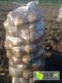 公主岭土豆货源充足产量大 颜色光亮 薯型好