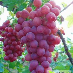 陕西大荔红提葡萄口感爽口 肉质细腻