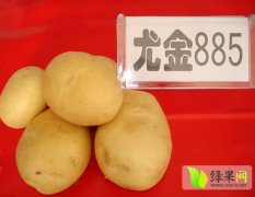 黑龙江土豆薯形好 产量高 个头大 无病害