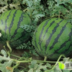 现有大量一批西瓜出售 个大皮薄 爽甜可口