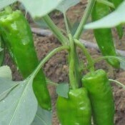 河南,夏邑辣椒合作社欢迎恁