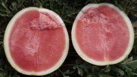 奈曼旗东明高秀建6月花皮无籽西瓜