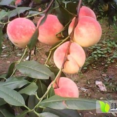 唐山红秋蜜蜜桃口感甜润 硬度好 不爱烂